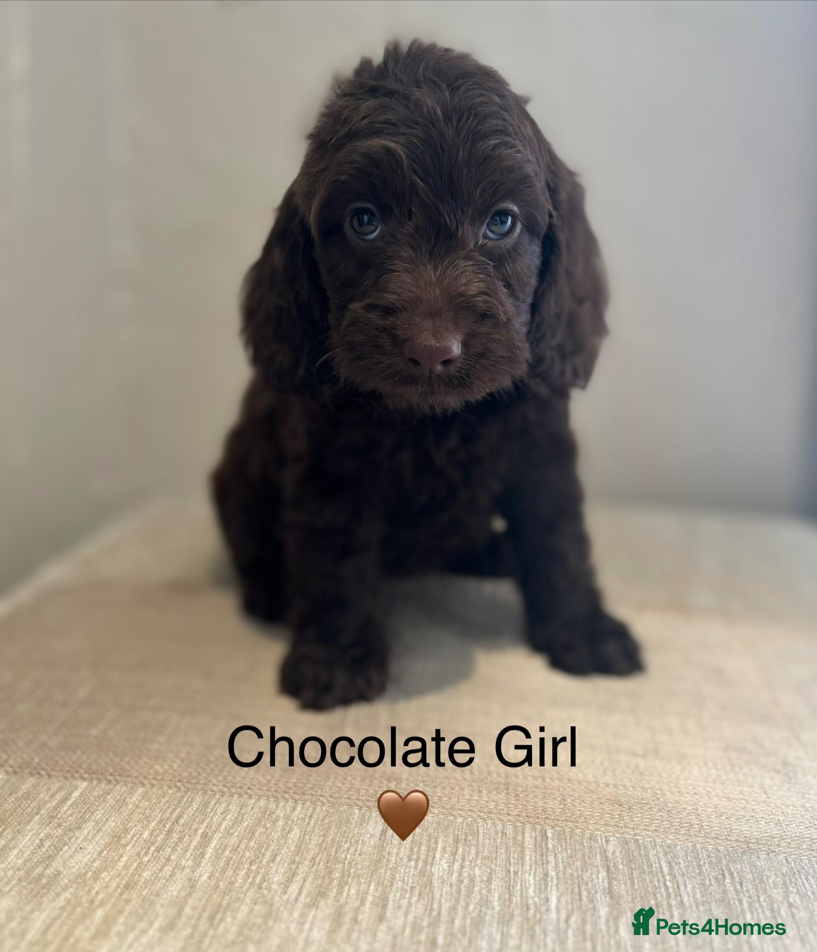 Cockapoo dogs Beautiful F1 Cockapoo Puppies - Advert 1