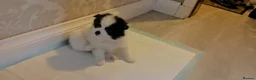 Pomeranian dogs for sale: pomeranian puppies  forsale - Advert 7