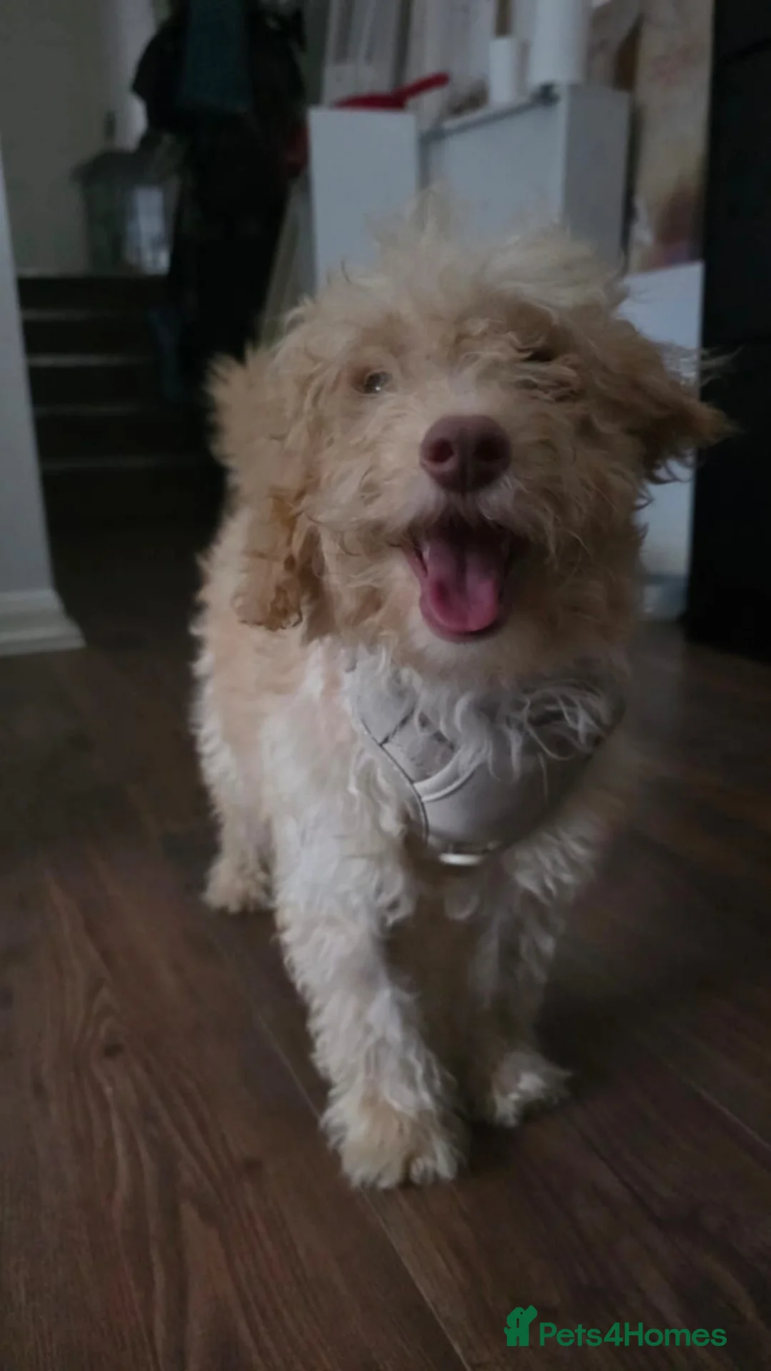 Cockapoo dogs for sale: Cockapoo puppy in Romford - Advert 2