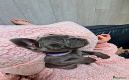 French Bulldog dogs for sale: French bulldog pups  - Image 1