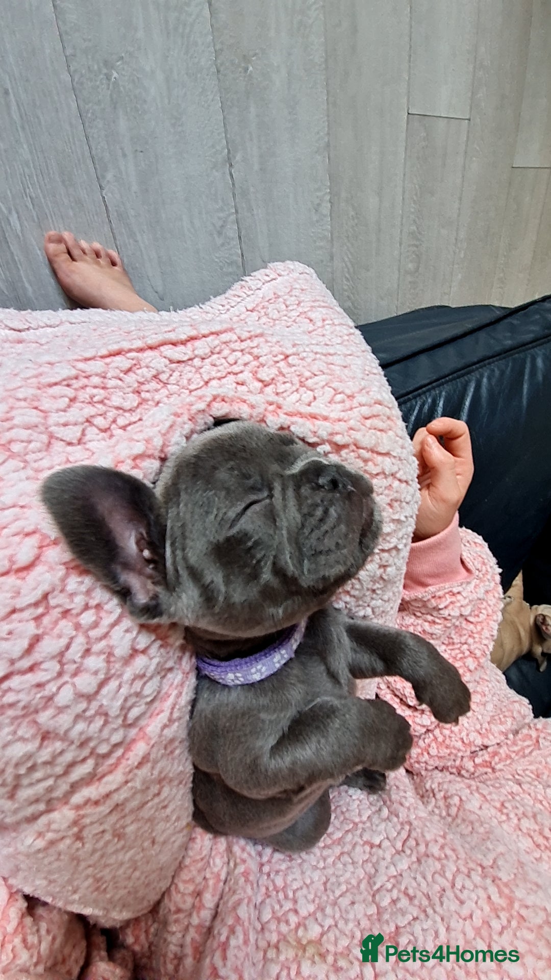 French Bulldog dogs for sale: French bulldog pups  - Image 1