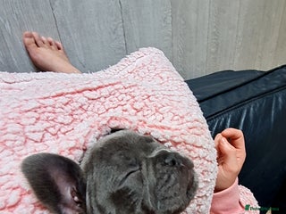 French Bulldog dogs - Advert 6