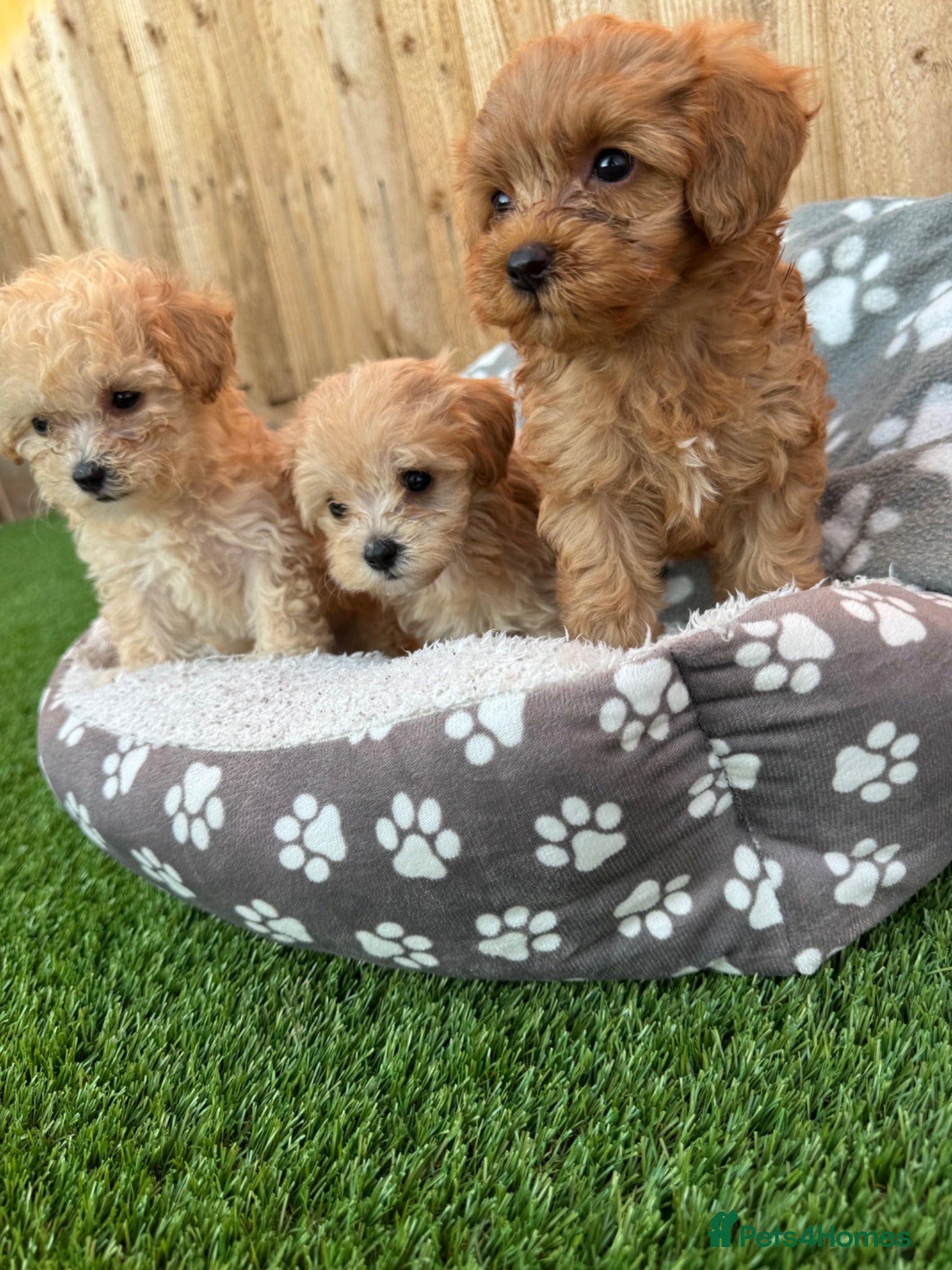 Cockapoo dogs 🐾 Adorable F1BB Teddy bear toy cockapoos 🐾 - Advert 2