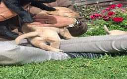 Labrador Retriever dogs for sale: Pedigree labrador puppies  - Image 14