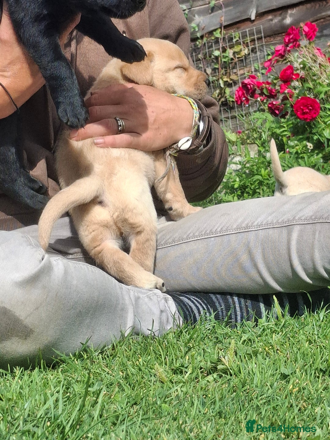 Labrador Retriever dogs for sale: Pedigree labrador puppies  - Image 14
