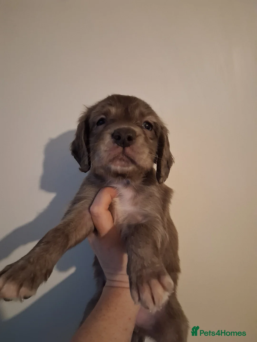 Mixed Breed dogs for sale: Dacshund x springer spaniel. - Advert 7