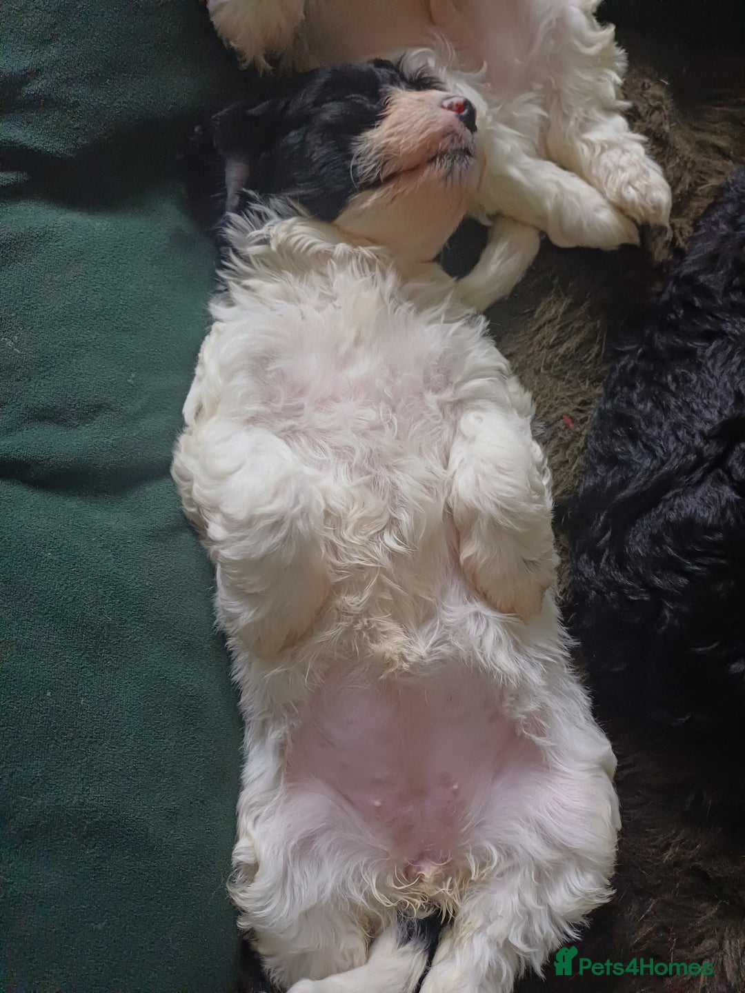 Mixed Breed dogs for sale: Cavapoo puppies available before  **   - Advert 3