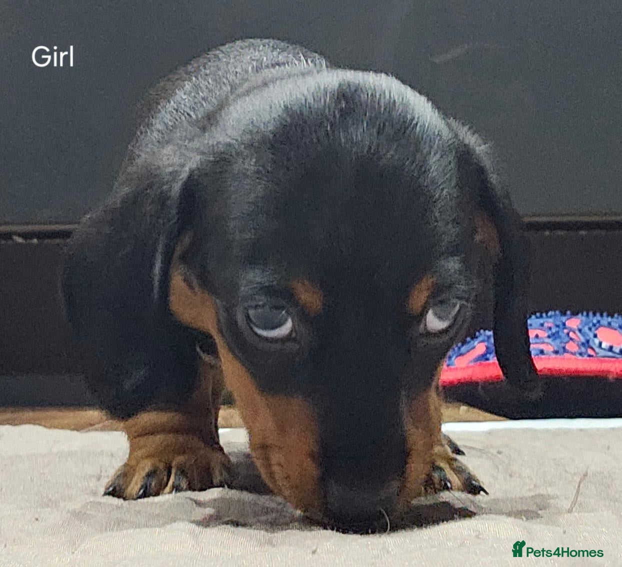 Miniature Dachshund dogs Beautiful miniture daschund female pup. - Advert 16