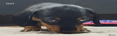 Miniature Dachshund 3