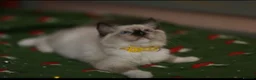 Ragdoll cats for sale: Beautiful Ragdoll kittens  - Advert 9