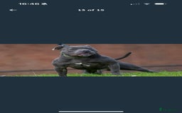 Staffordshire Bull Terrier dogs for sale: KC Registered Staffordshire Bull Terrier Puppies - Image 14