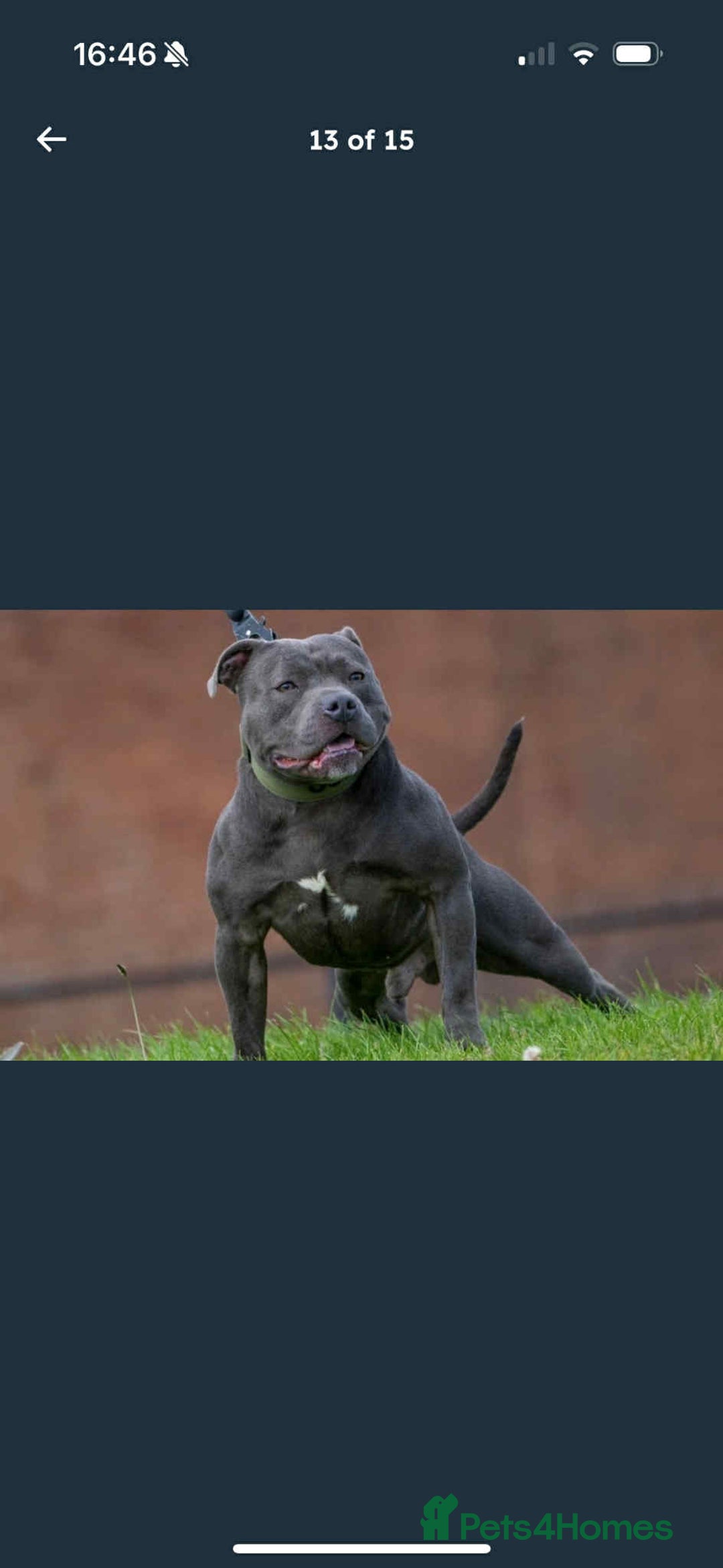 Staffordshire Bull Terrier dogs for sale: KC Registered Staffordshire Bull Terrier Puppies - Image 14