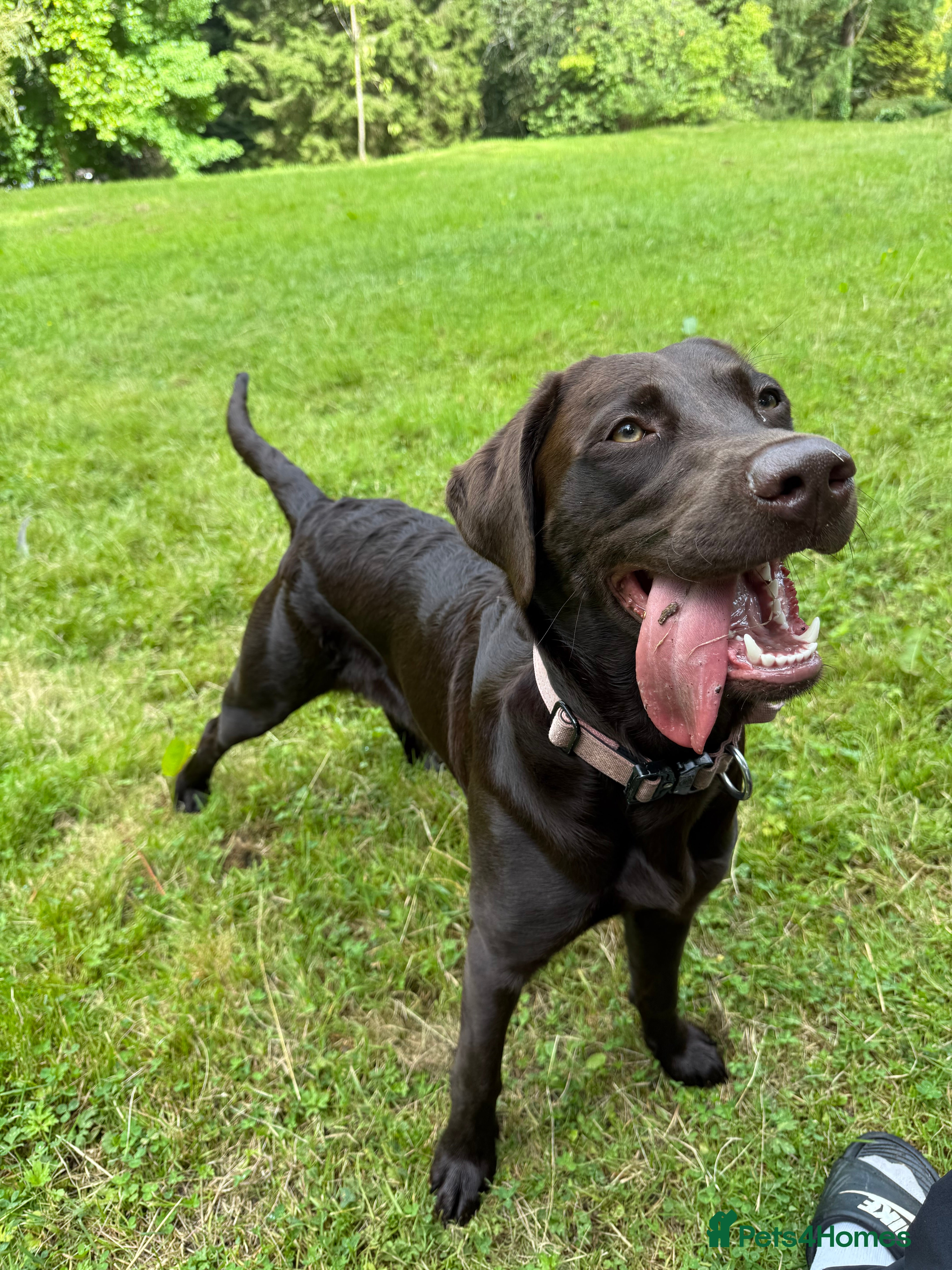Mixed Breed dogs Chesapeake bay retriever  - Advert 8