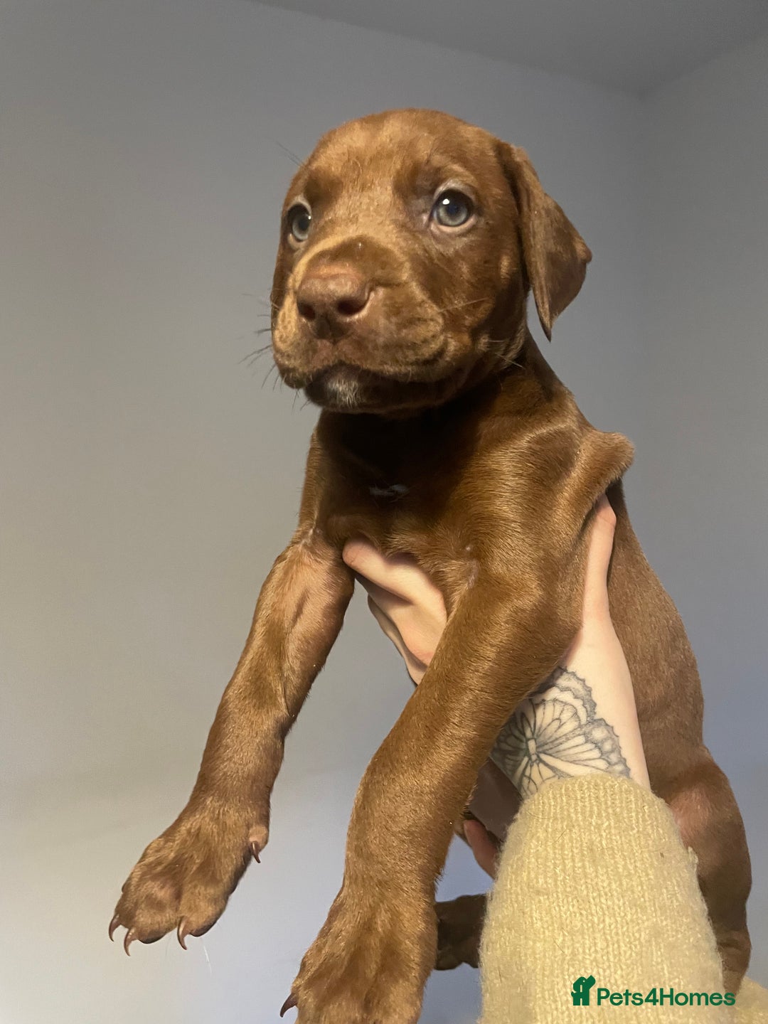 Mixed Breed dogs for sale: Doberman pups  - Advert 15