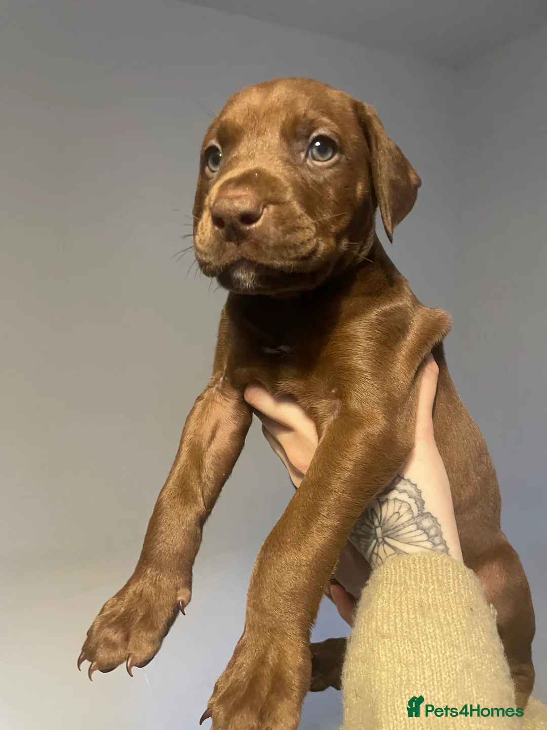 Mixed Breed dogs for sale: Doberman pups  - Advert 24