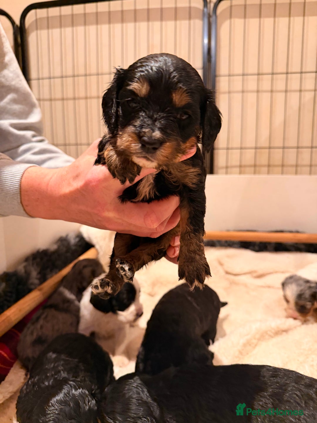 Cavapoo dogs for sale: Exceptional examples of top class cavapoo puppies  - Advert 9