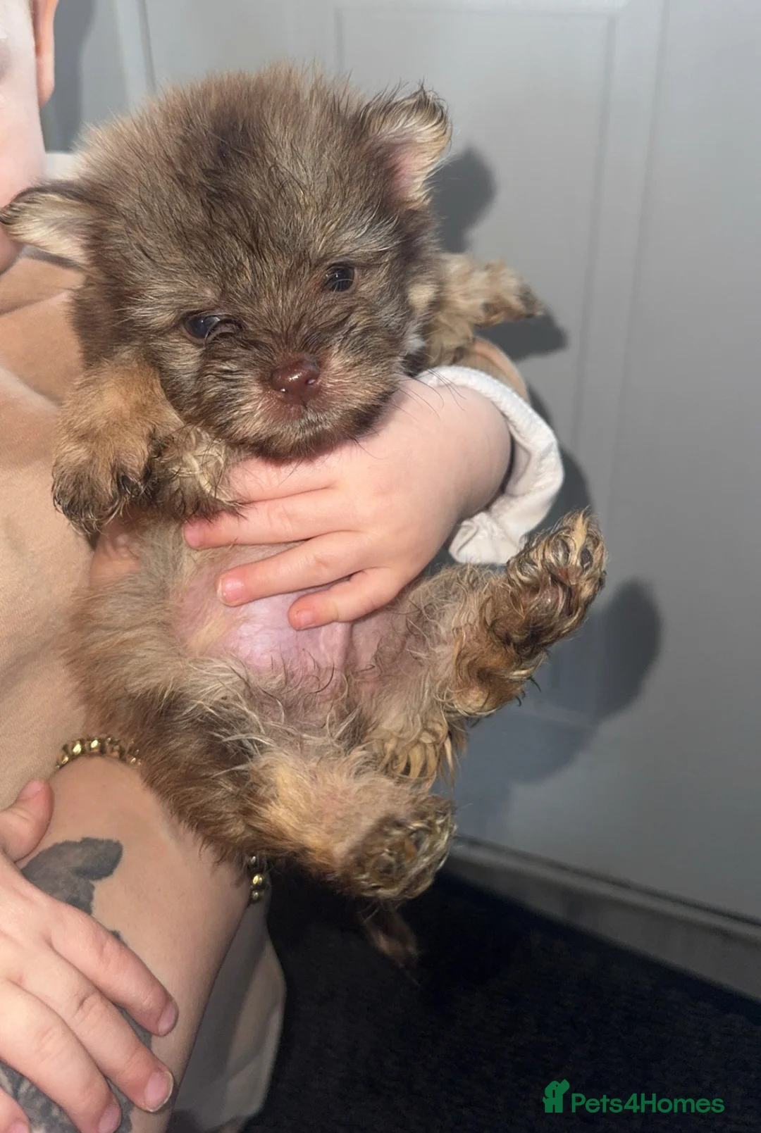 Mixed Breed dogs for sale: cocker poo x jackpoo puppies  - Advert 2