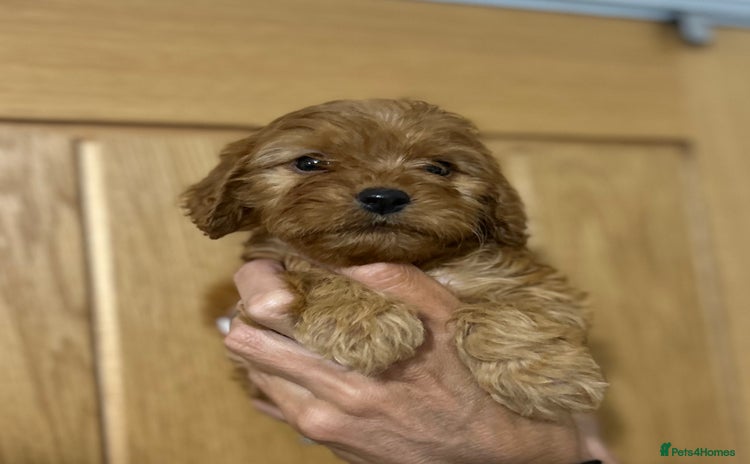 Cockapoo dogs - Advert 8