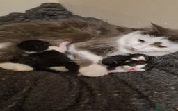 Maine Coon cats for sale: Beautiful Bonded Sisters - Image 27