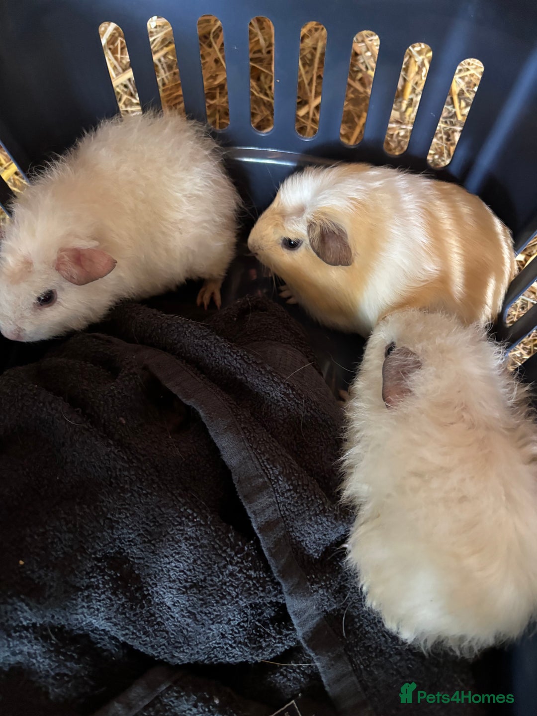 Guinea Pig rodents for sale: 2 boars sheltie cross ready now - Advert 2