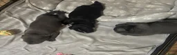 Staffordshire Bull Terrier dogs for sale:  kc registered puppies amazing bloodline in Basildon - Advert 2