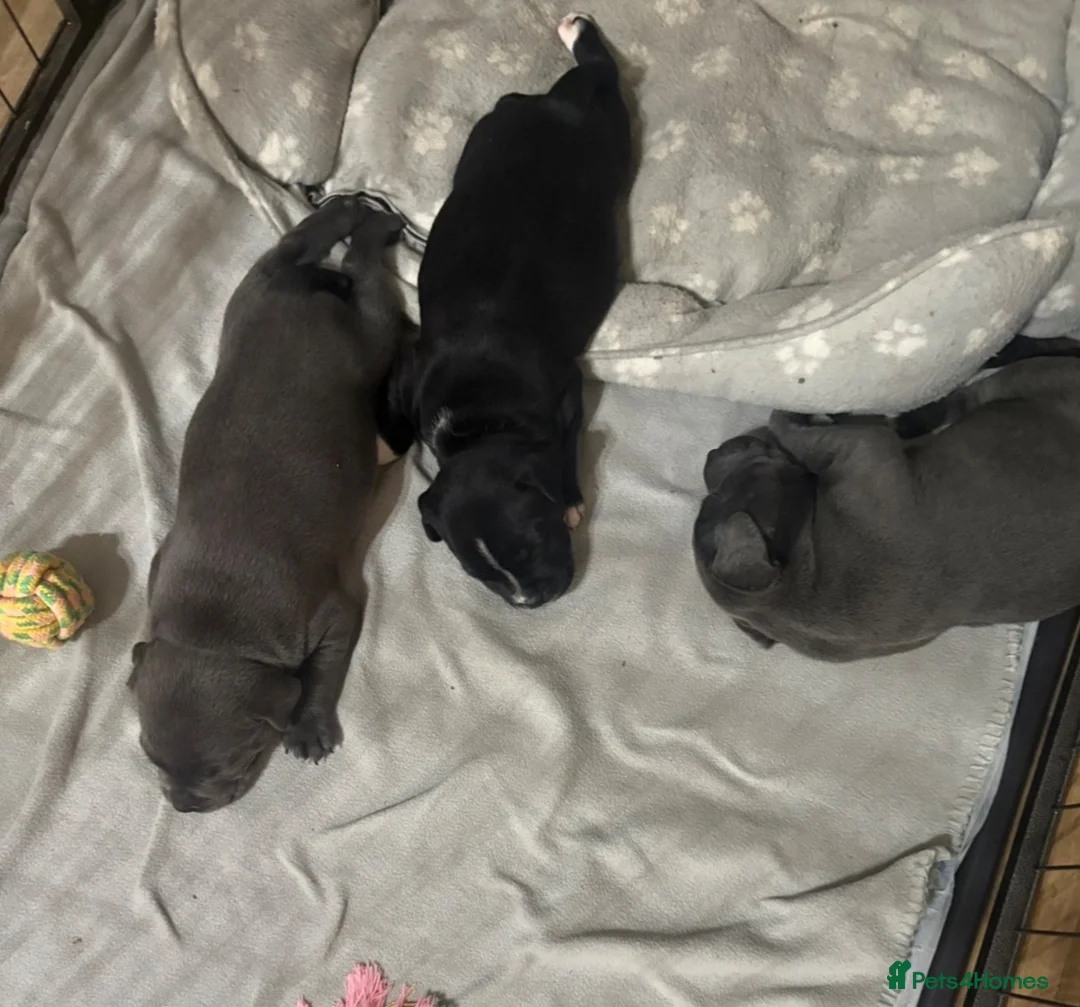 Staffordshire Bull Terrier dogs for sale:  kc registered puppies amazing bloodline in Basildon - Advert 2