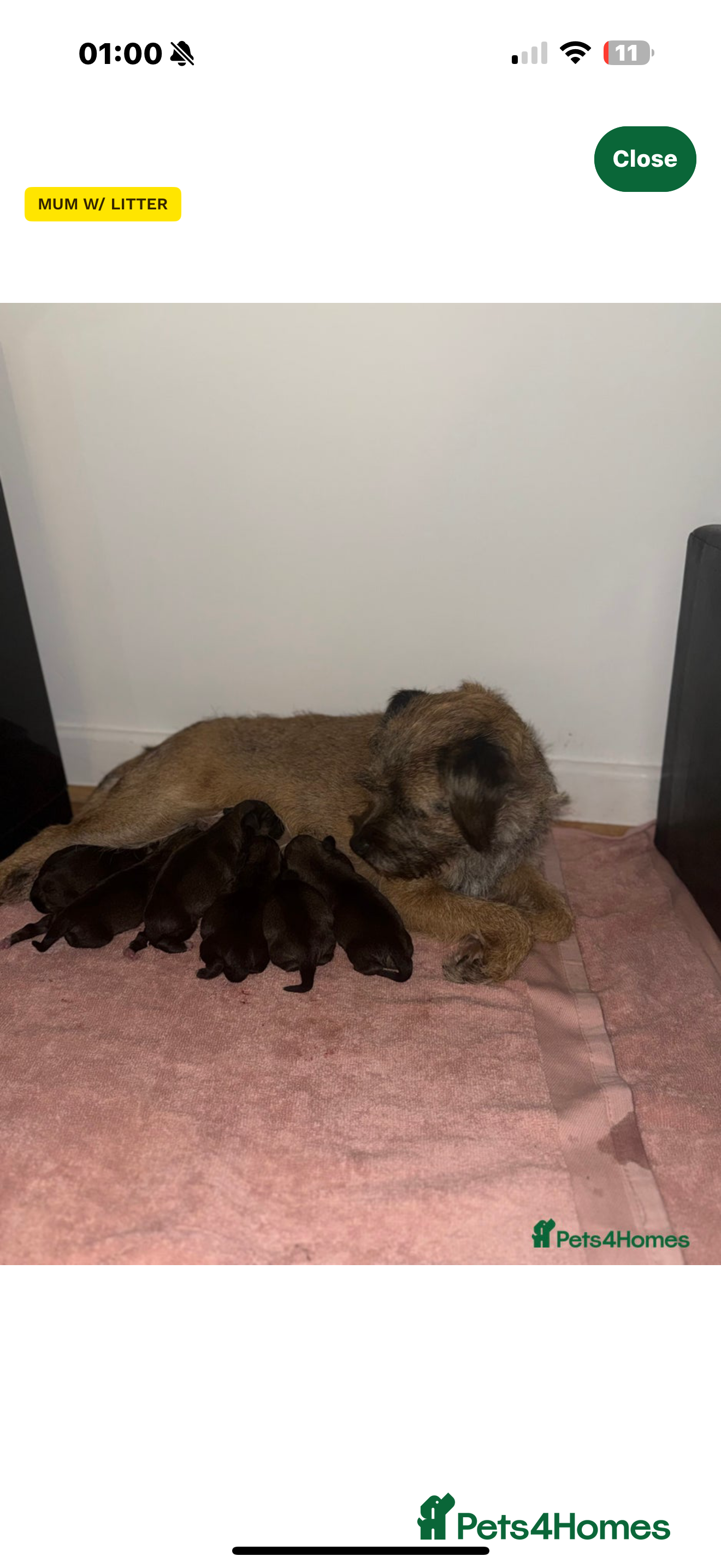 Mixed Breed dogs Borders - 2 dog pups left *reduced* - Advert 1