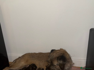 Mixed Breed dogs Borders - 2 dog pups left *reduced* - Advert 1
