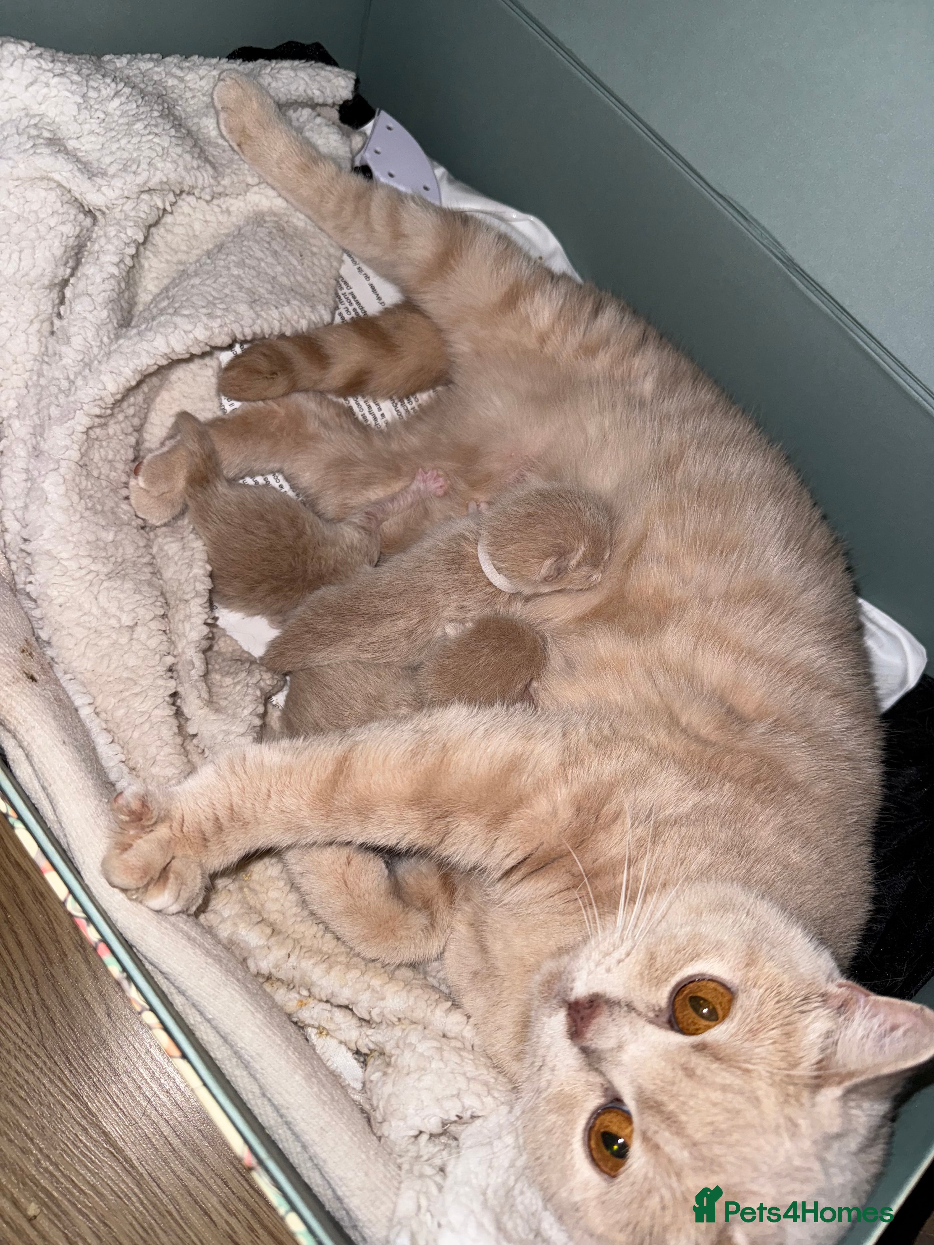 Mixed Breed cats British Short x Mainecoon Hair (3 Kittens Left) - Advert 6