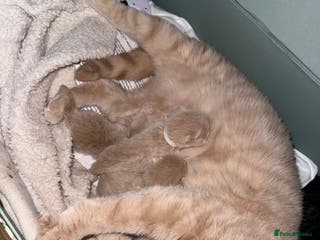 Mixed Breed cats British Short x Mainecoon Hair (3 Kittens Left) - Advert 1