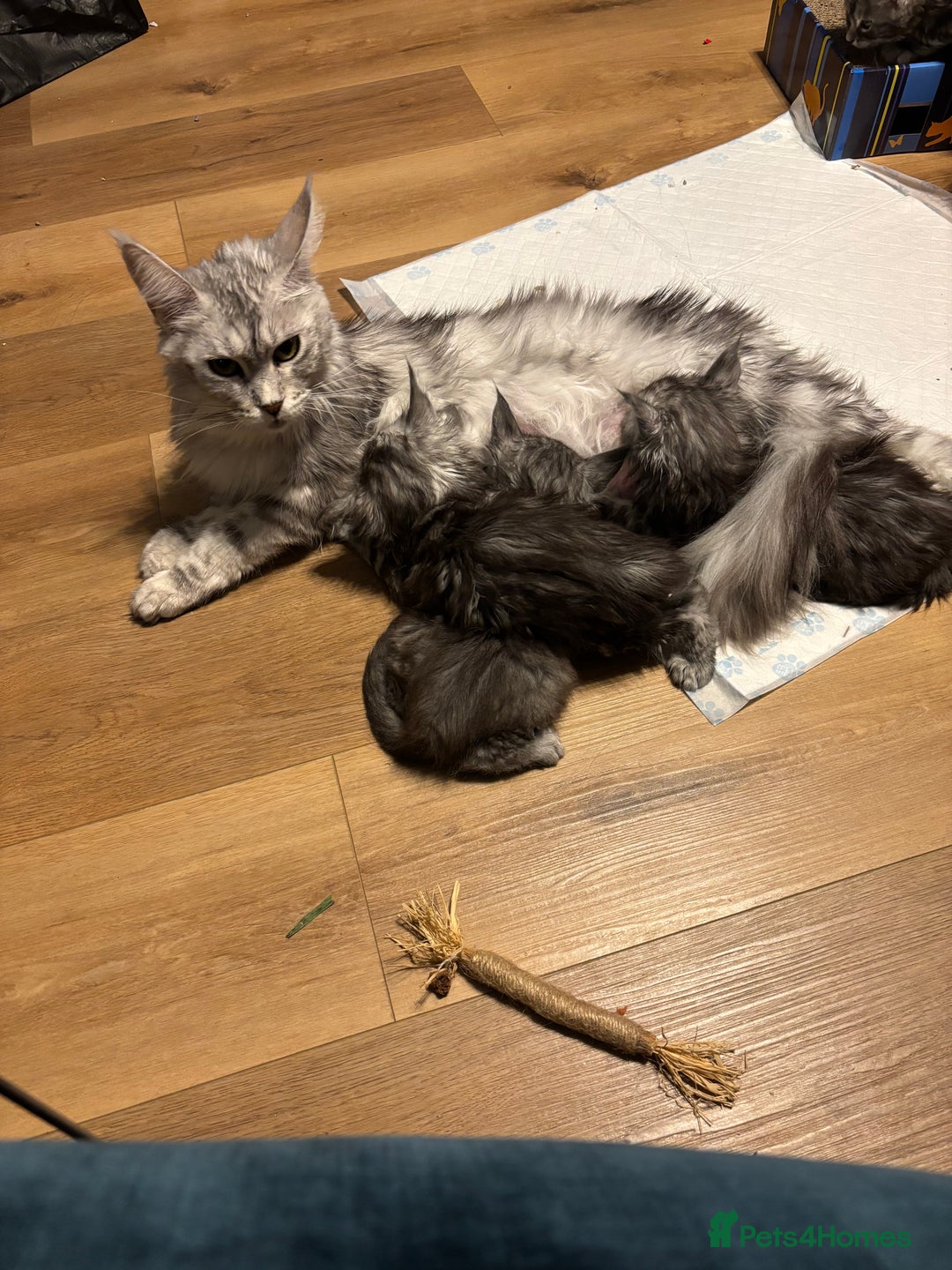 Maine Coon cats for sale: Pedigree registered Maine Coon - Advert 15