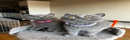 British Shorthair cats for sale: 🐾 Beautiful British Shorthair Girls 🐾 - Advert 3