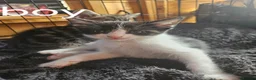 British Shorthair cats for sale: Kittens for sale - Advert 2