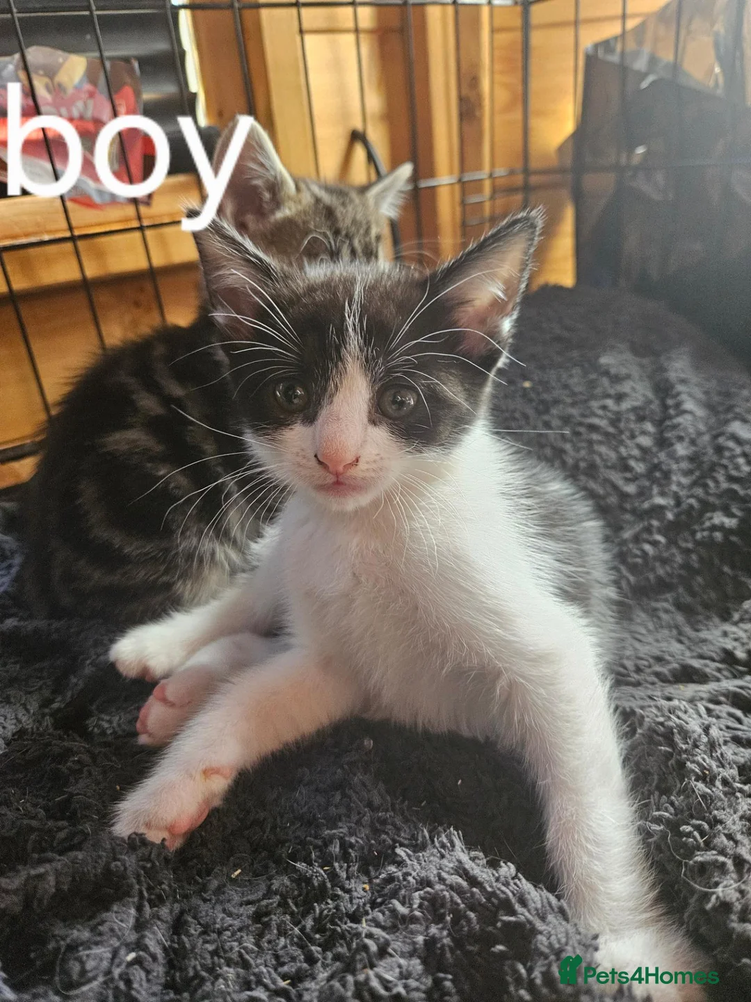 British Shorthair cats for sale: Kittens for sale - Advert 2