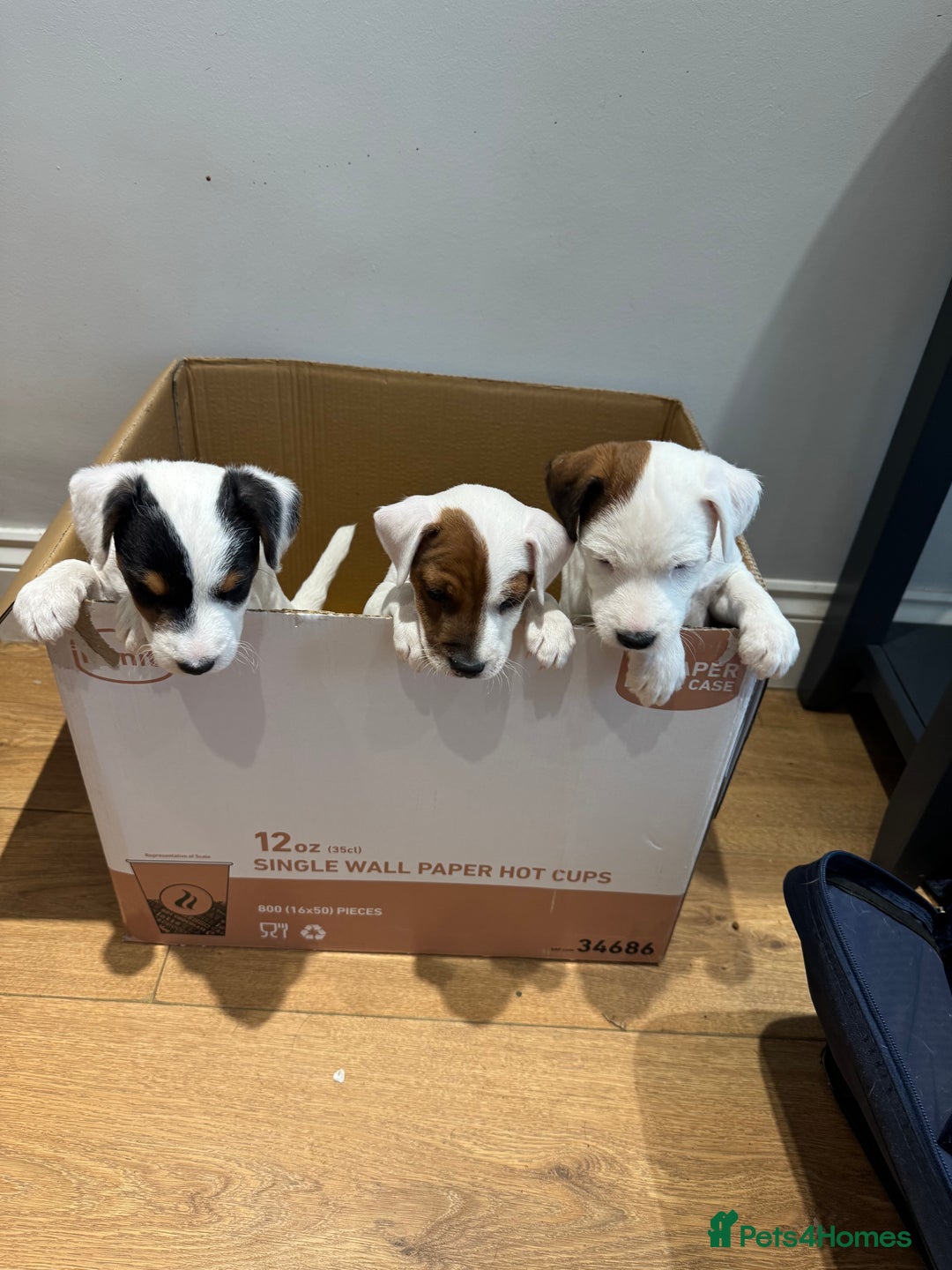 Mixed Breed dogs for sale: Lakeland/russell puppies - Advert 2