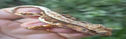 Gecko reptiles for sale: Crested geckos  - Advert 11