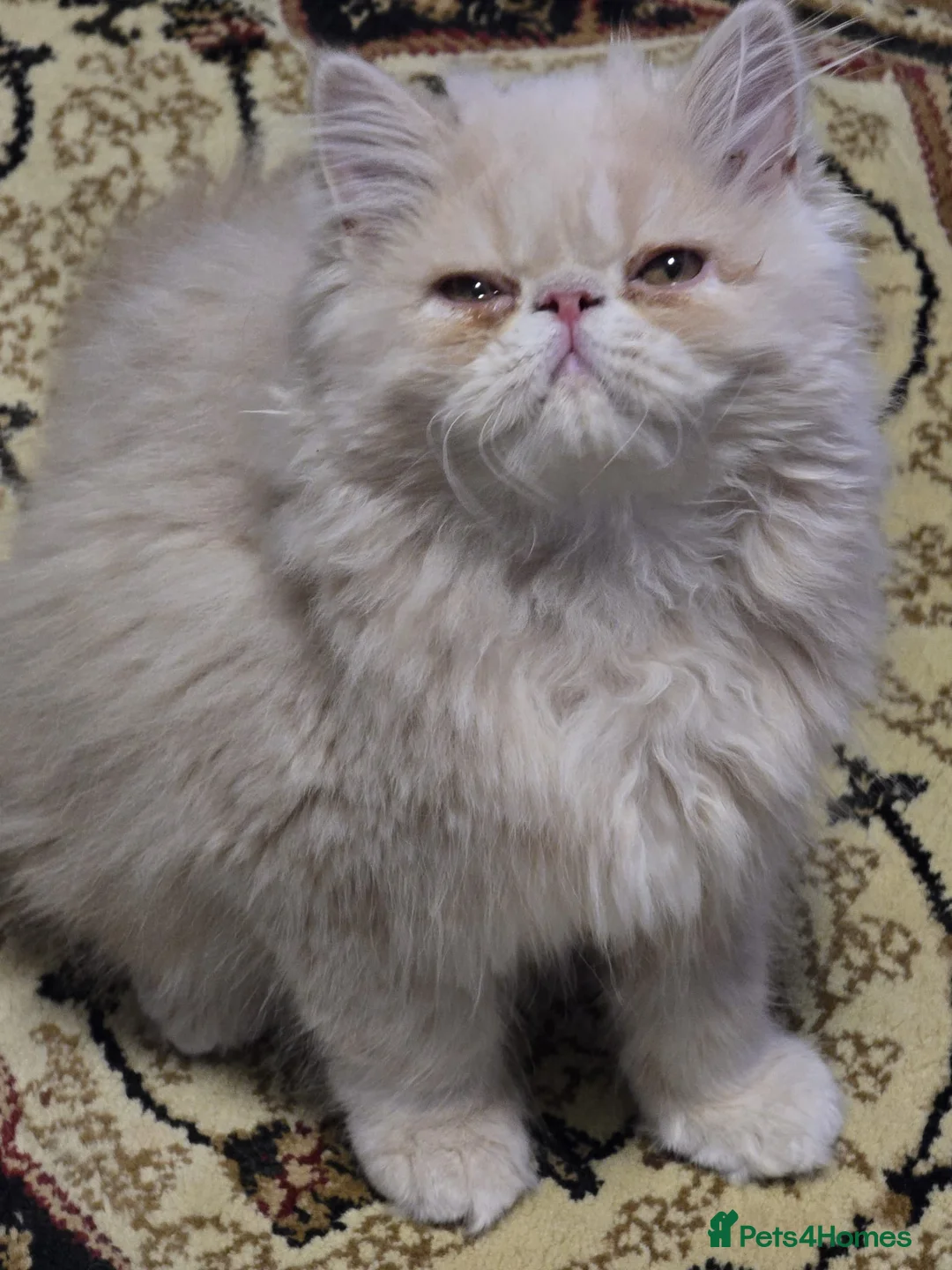 Persian cats for sale: Beautiful Pure Persian Boy Looking for Loving home - Advert 6