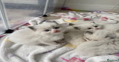 Ragdoll cats 📍GCCF REGISTERED🐾 6 Ragdoll Kittens available!🍼 - Advert 13