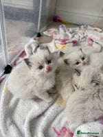 Ragdoll cats 📍GCCF REGISTERED🐾 6 Ragdoll Kittens available!🍼 - Advert 2