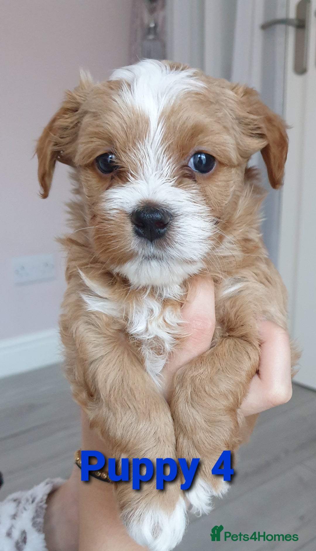 Pedigree Club registered Maltipoo puppies for sale in Colwyn Bay
