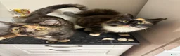 Maine Coon cats for sale: Maine coon mix  in Telford - Advert 1