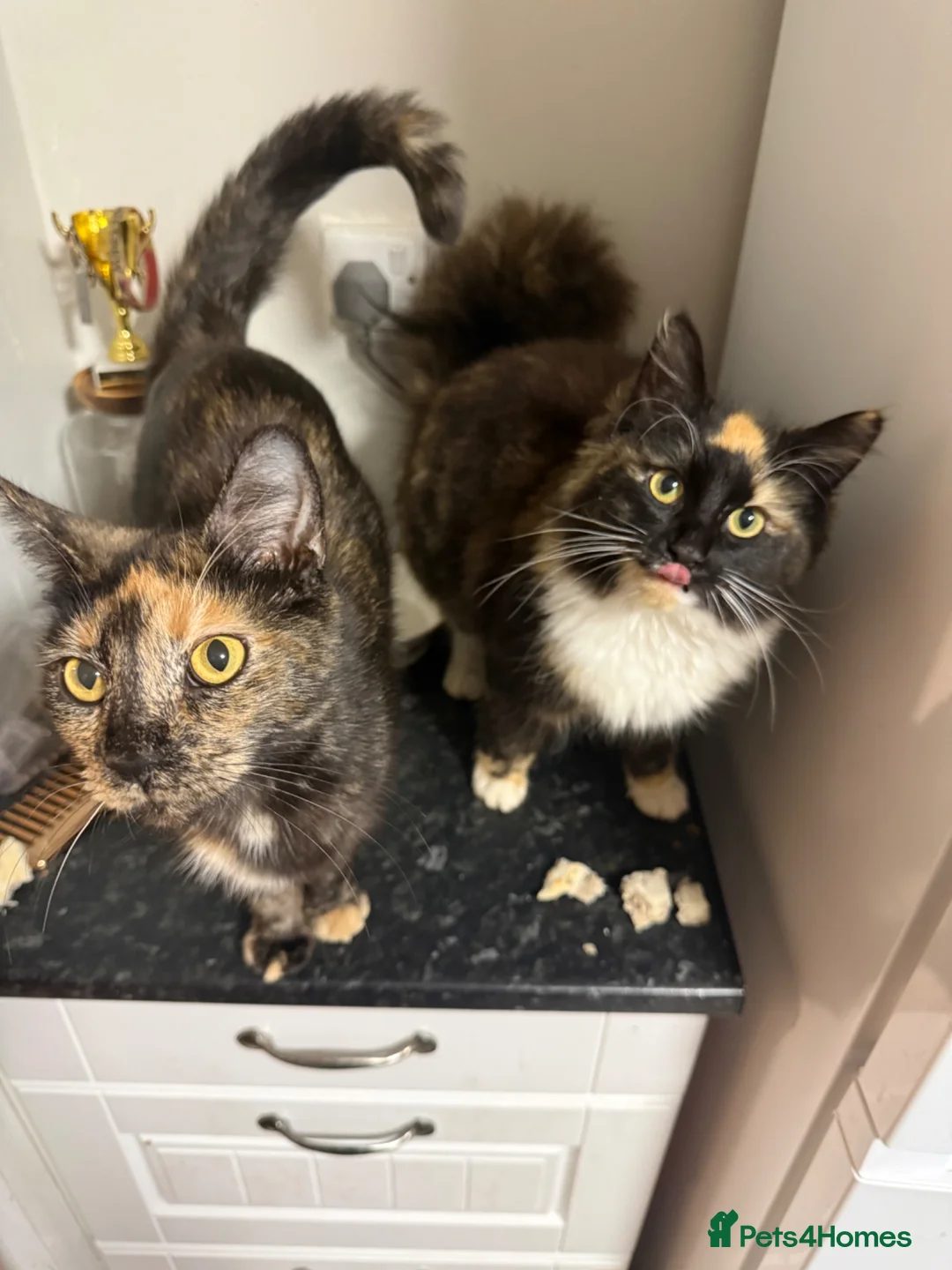 Maine Coon cats for sale: Maine coon mix  in Telford - Advert 1