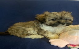 Mixed Breed dogs for sale: Beautiful Shihpoo cross maltese puppies - Image 24