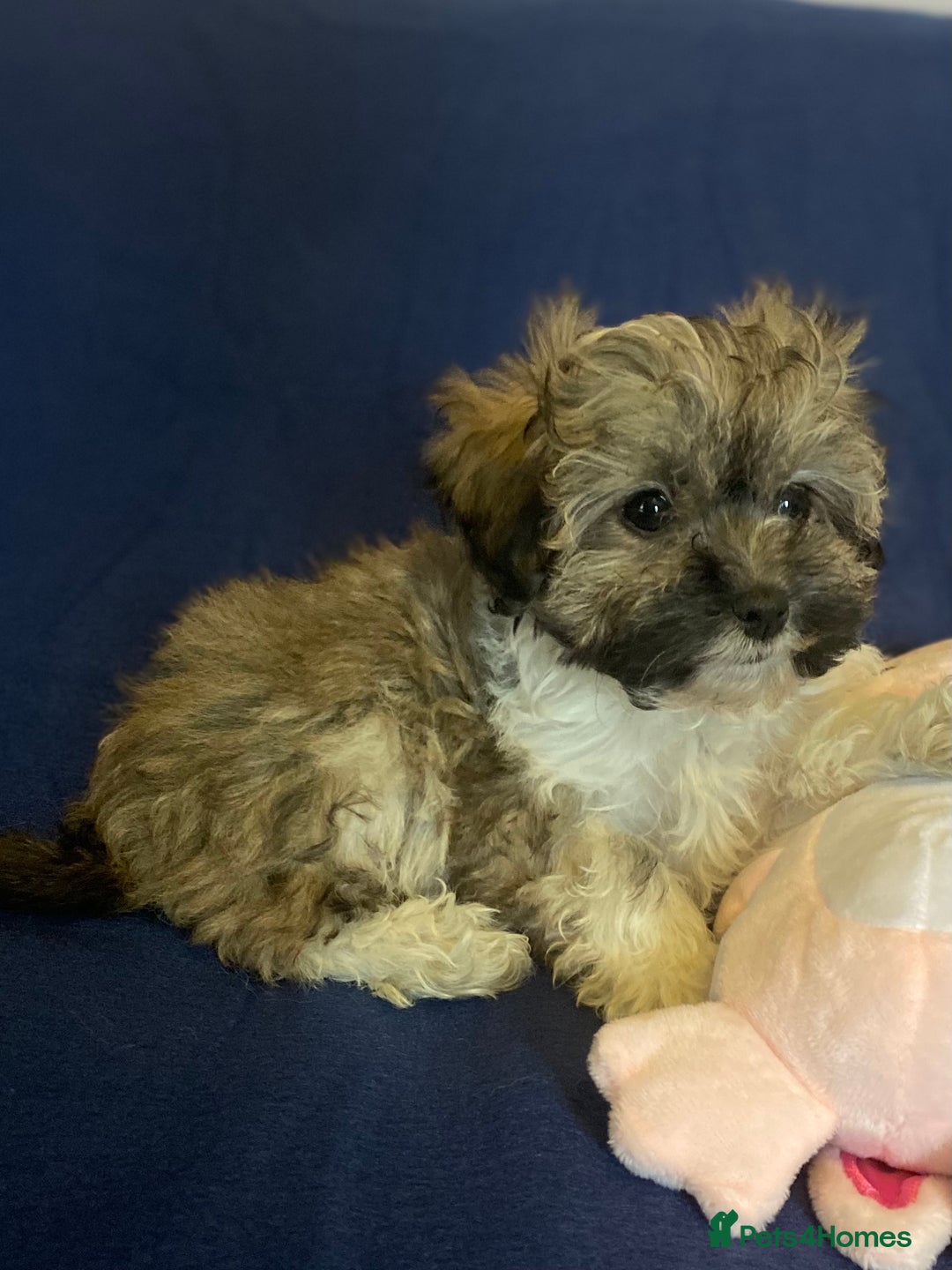 Mixed Breed dogs for sale: Beautiful Shihpoo cross maltese puppies - Image 24