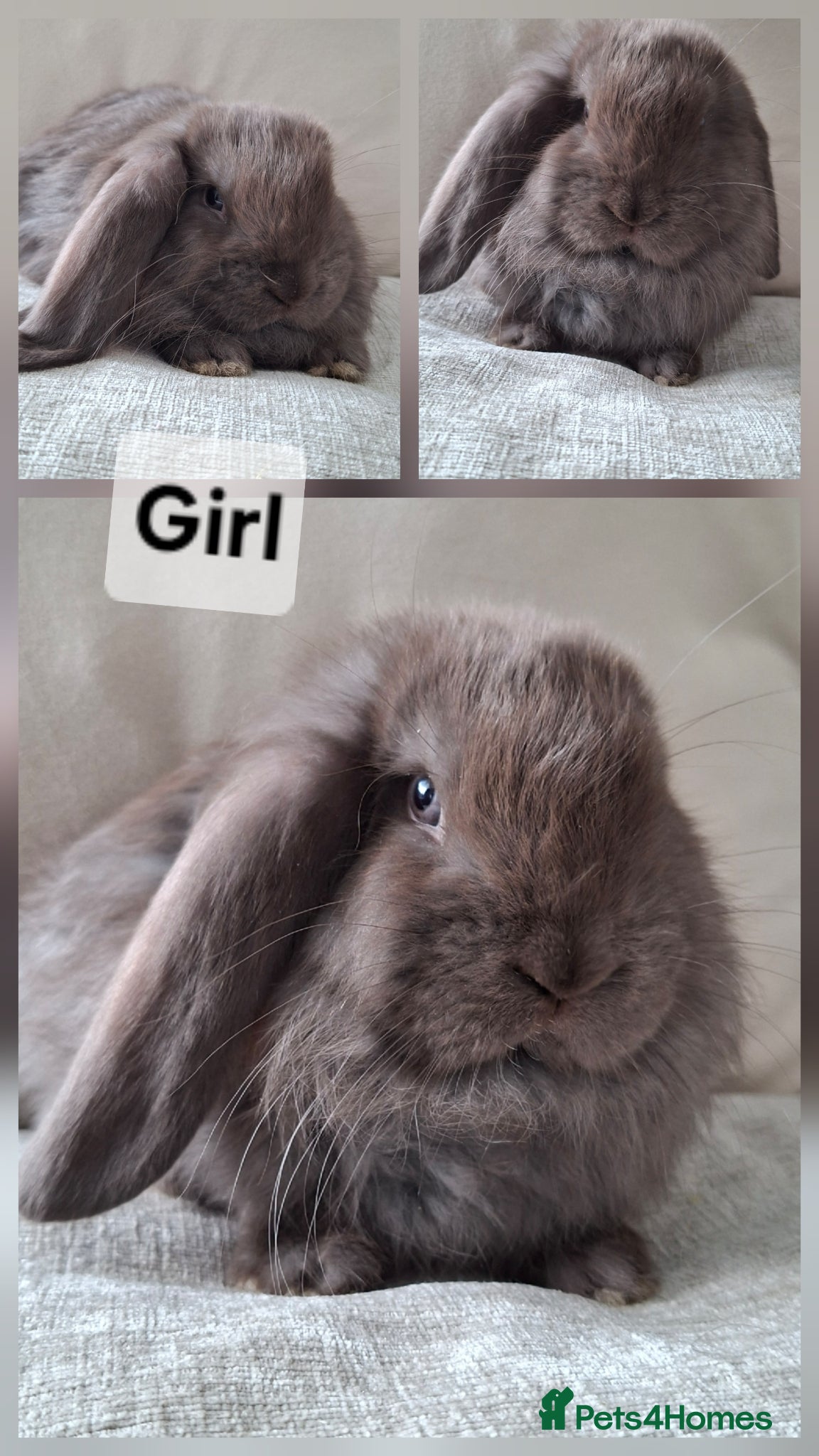 French Lop rabbits Pure bred french lop doe babies - Advert 2