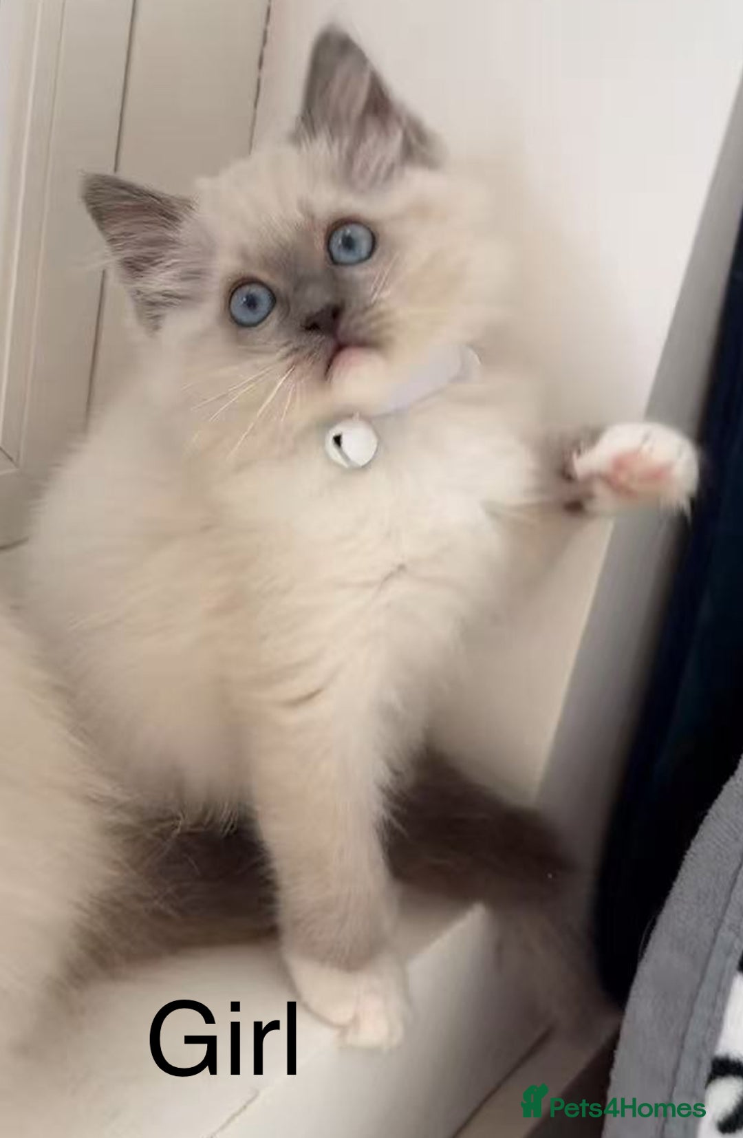 Ragdoll cats for sale: 7 Cute Ragdollyanna kittens  - Advert 13