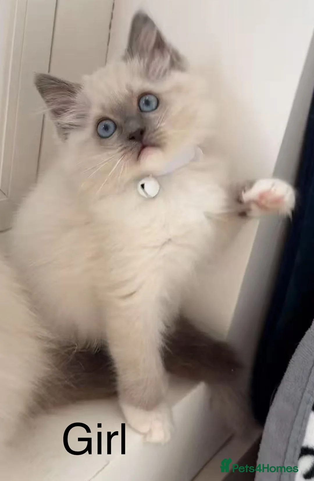 Ragdoll cats for sale: 7 Cute Ragdollyanna kittens  - Advert 13