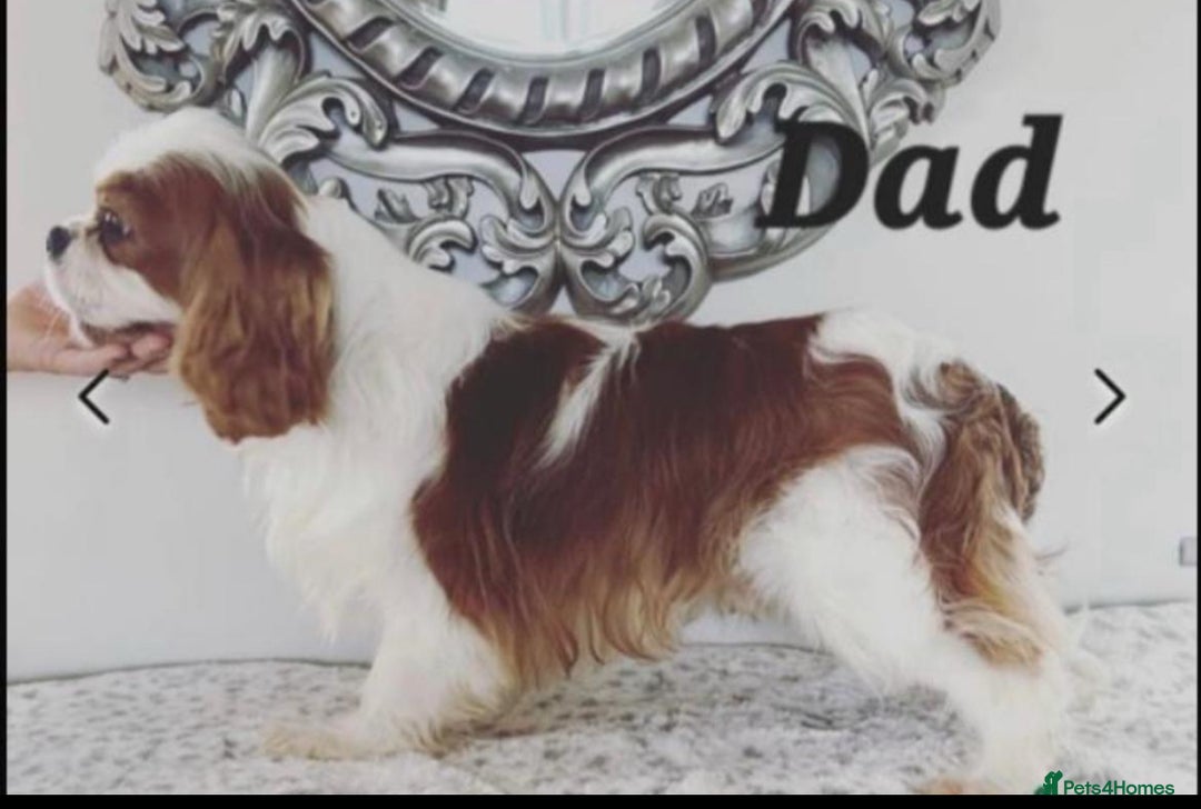 Cavalier King Charles Spaniel dogs for sale: Stunning King Charles Cavalier Puppies - Advert 2
