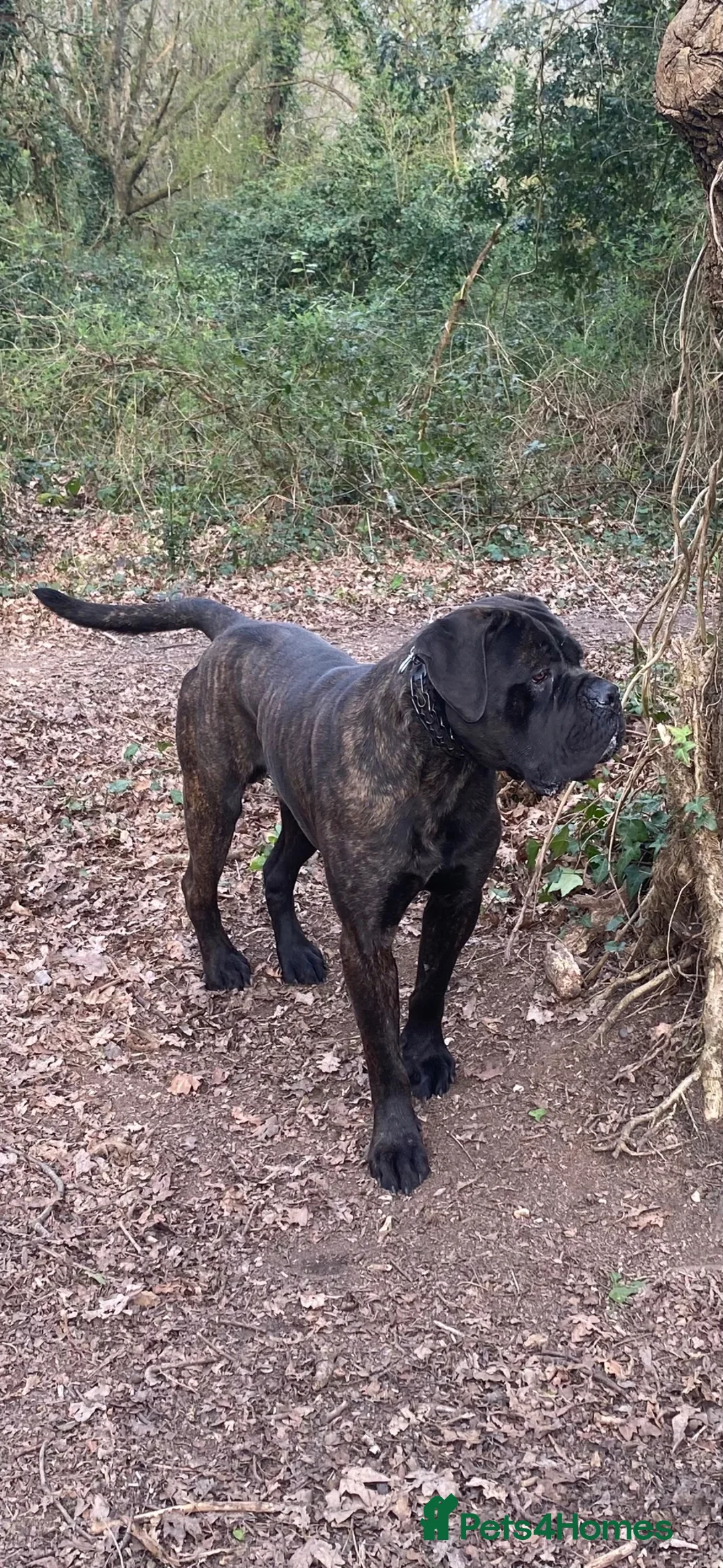 Cane Corso dogs for stud: HEALTH TESTED & FCI REGISTERED - Advert 2