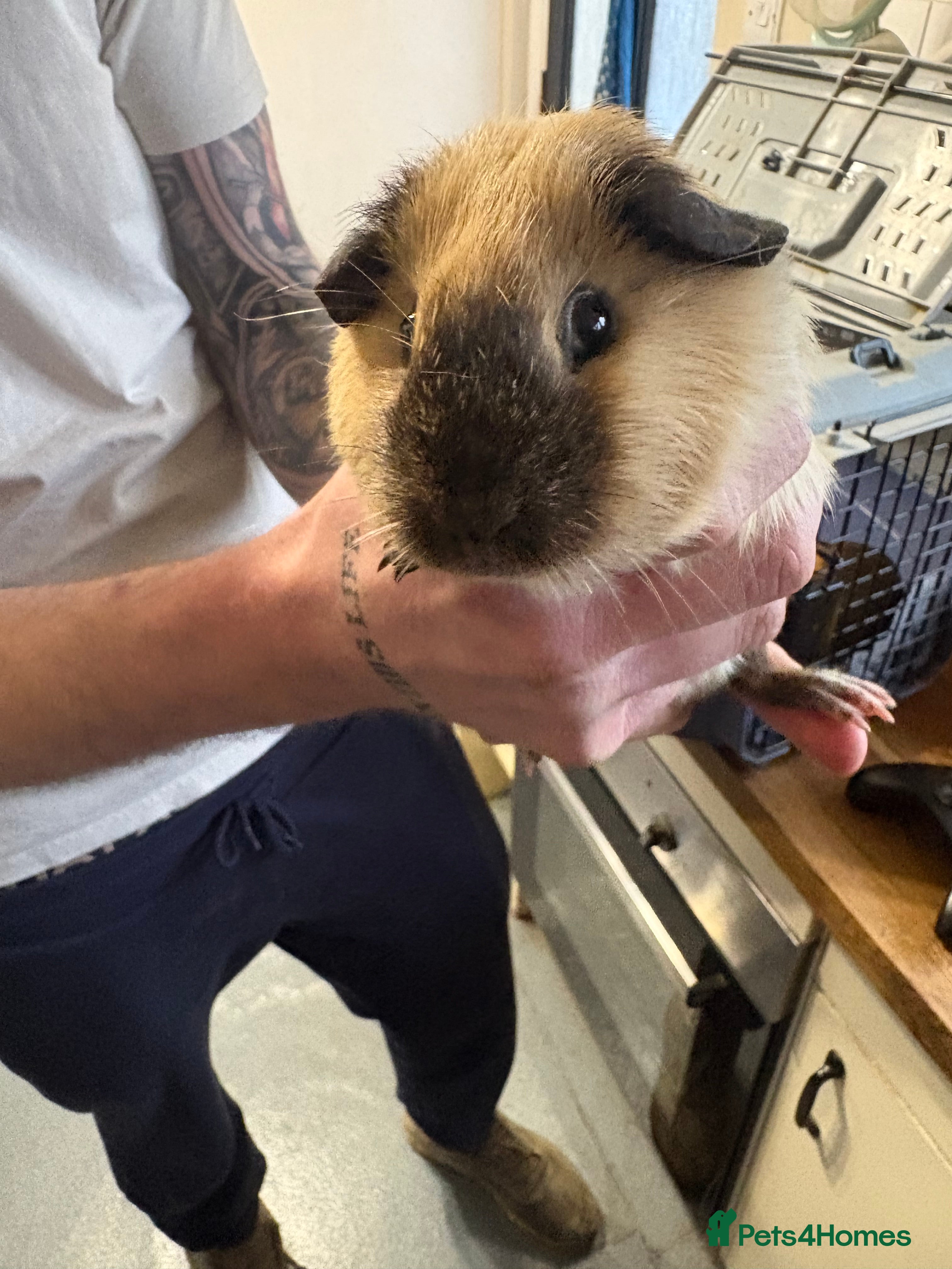 Guinea Pig rodents Female guinea pigs - Advert 2
